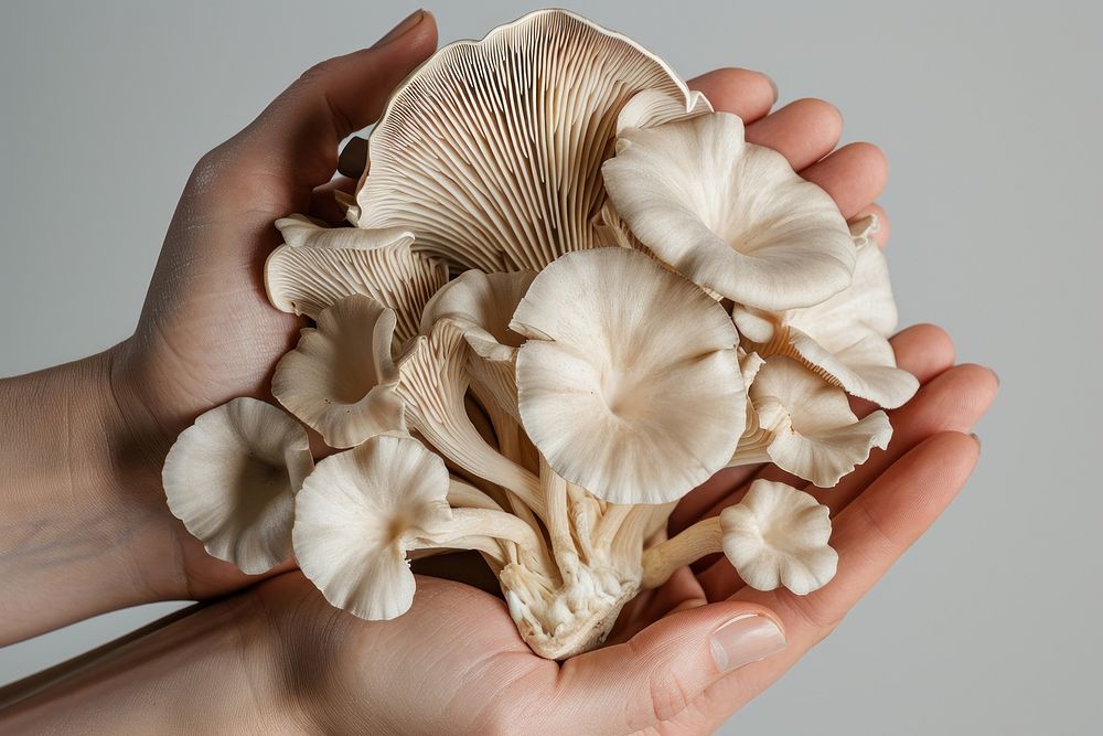 Hands holding mushroom fungus oyster mushroom.