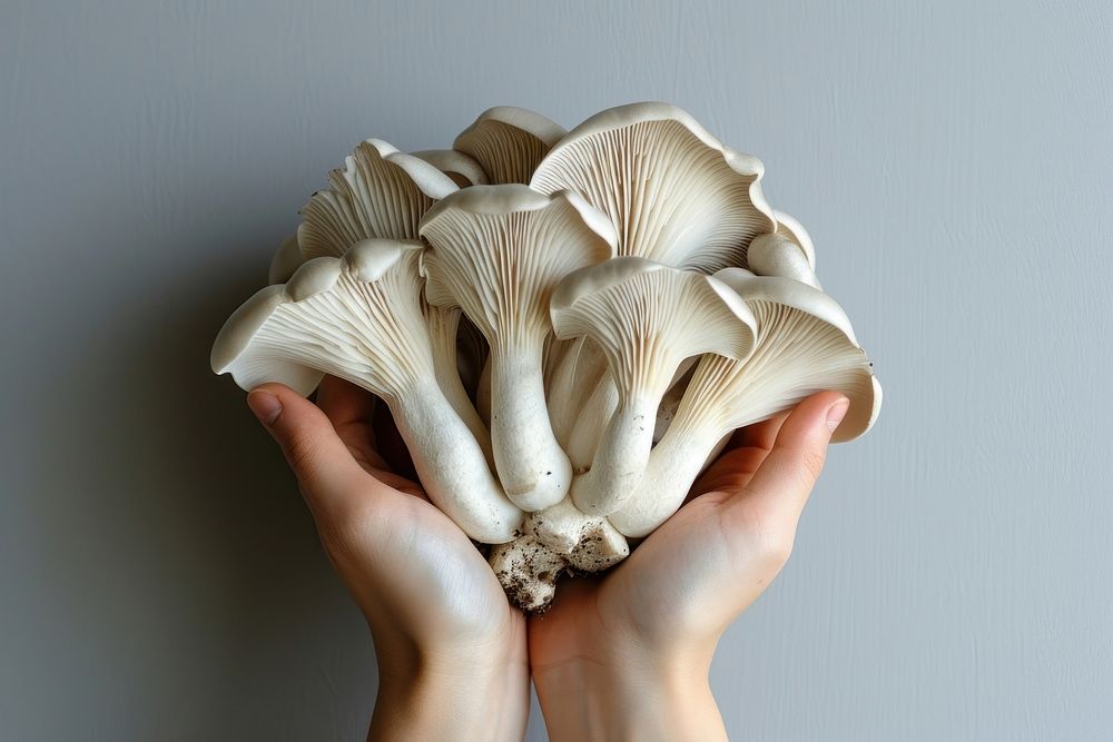 Hands holding mushroom fungus plant.
