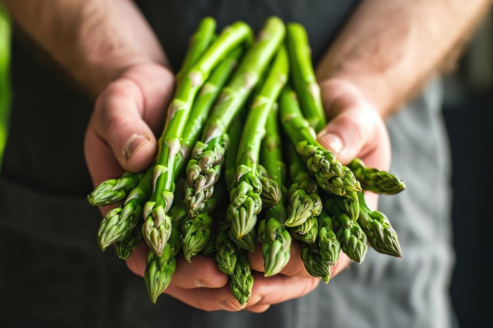 Hands holding asparagus vegetable plant.