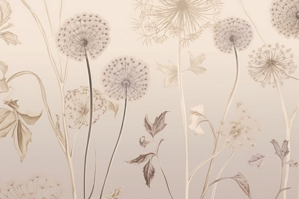 Dandelion flowers wallpaper plant art.