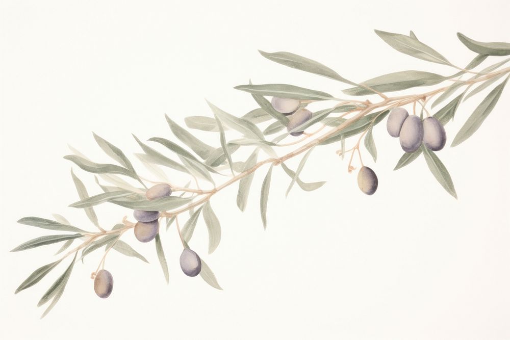 Olive branch plant leaf freshness. AI generated Image by rawpixel.