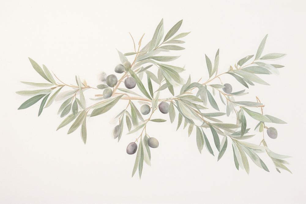 Olive branch frame plant herbs leaf. AI generated Image by rawpixel.
