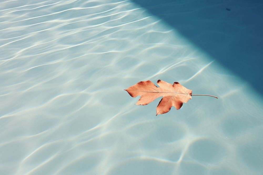 A leaf floating on swimming pool sunlight plant tranquility. AI generated Image by rawpixel.