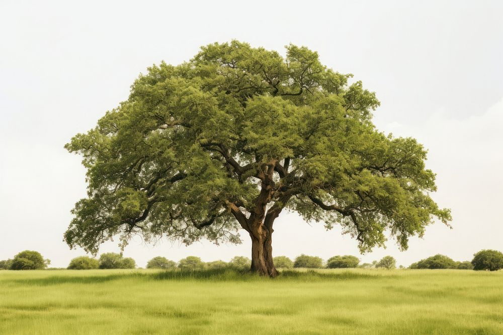 Oak tree plant field tranquility. AI generated Image by rawpixel.