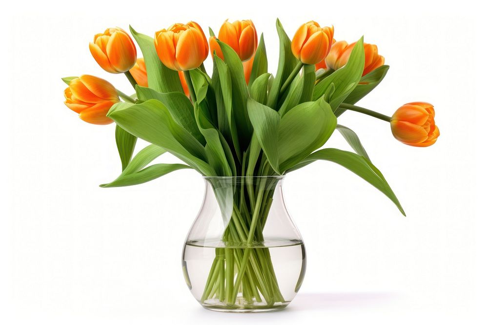 Orange tulips vase flower plant.