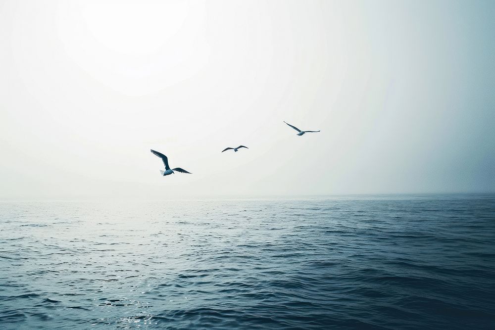 Birds flying sea outdoors horizon.
