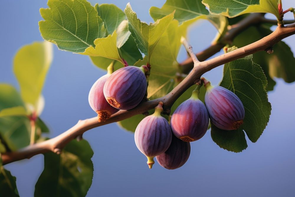 Branch of a fig plant fruit tree.