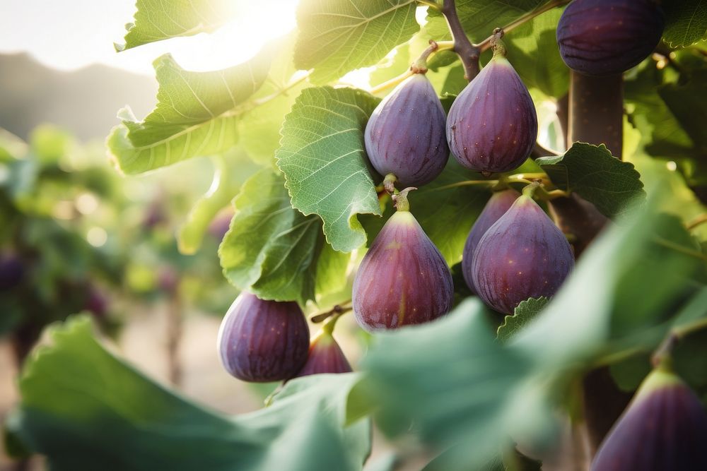 Figs plants on a farm fruit food agriculture.
