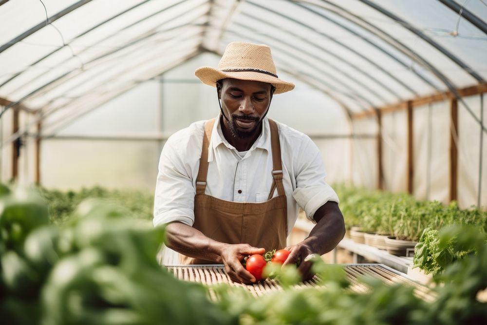 Black man greenhouse gardening vegetable.