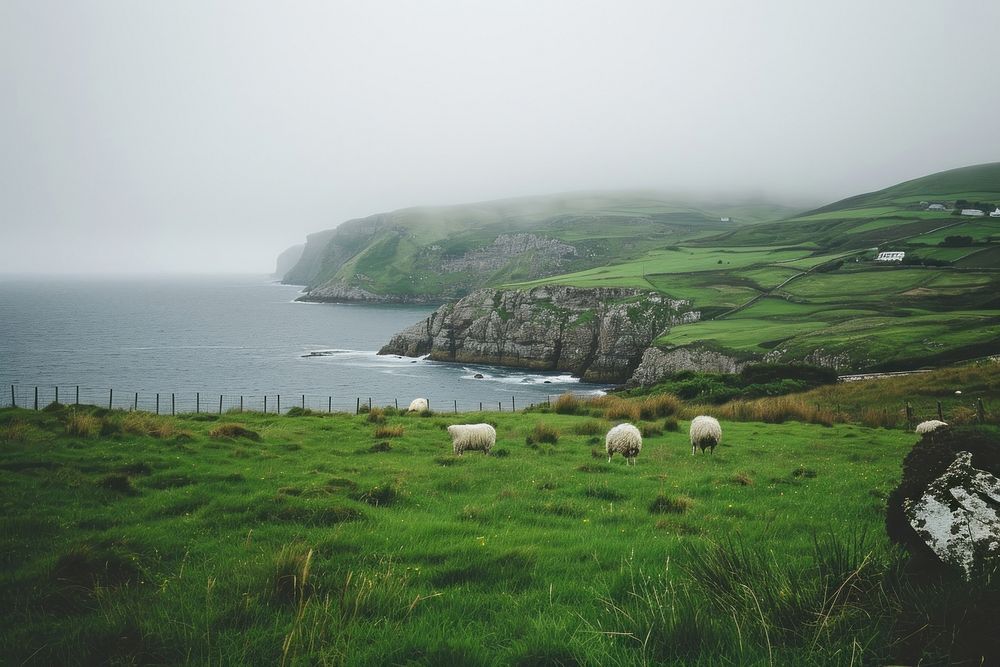 Ireland landscape grassland outdoors.