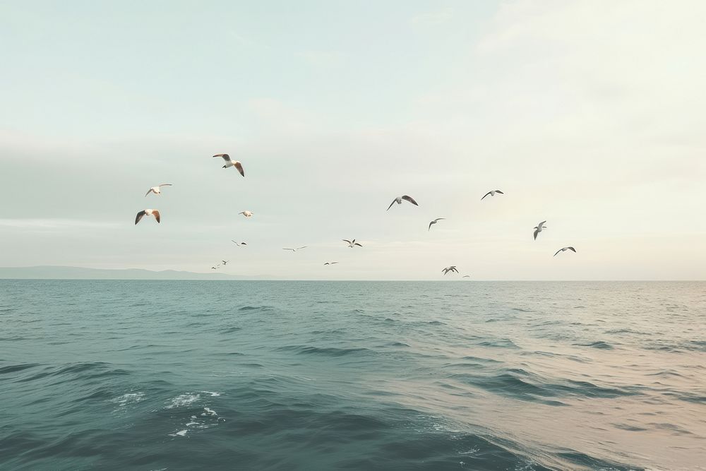 Seagulls flying outdoors horizon nature.