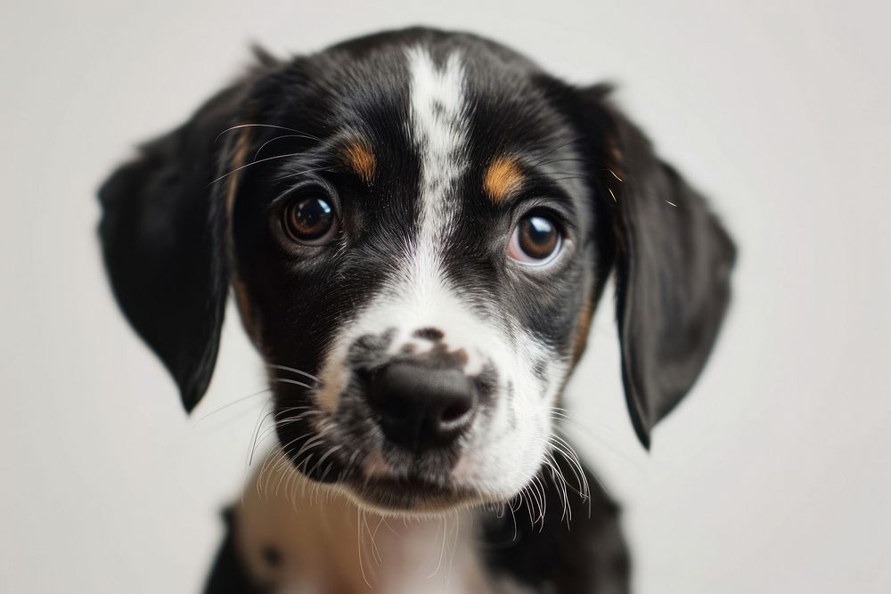Cute puppy portrait animal mammal. AI generated Image by rawpixel.