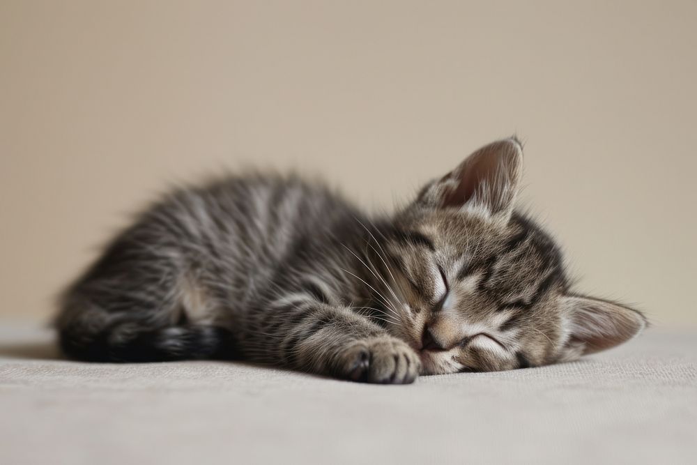 Baby kitten sleeping animal mammal pet. AI generated Image by rawpixel.