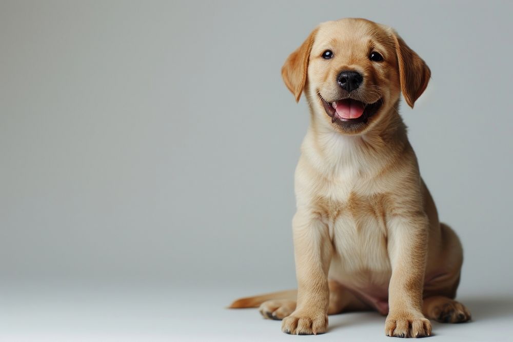 Baby puppy animal mammal pet. AI generated Image by rawpixel.