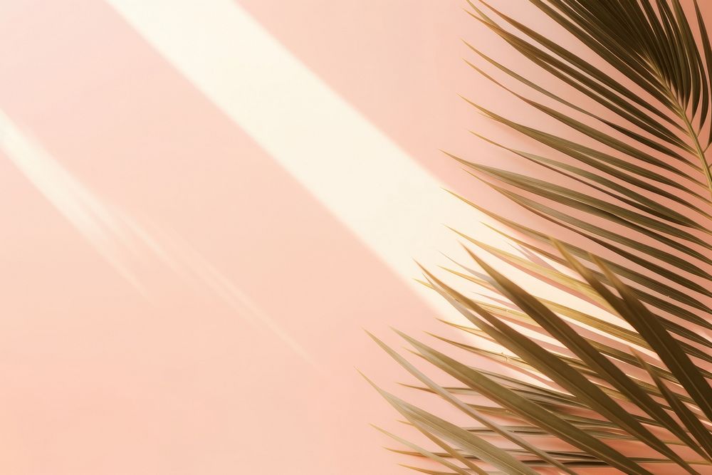  Natural palm leaf backgrounds sunlight outdoors. AI generated Image by rawpixel.