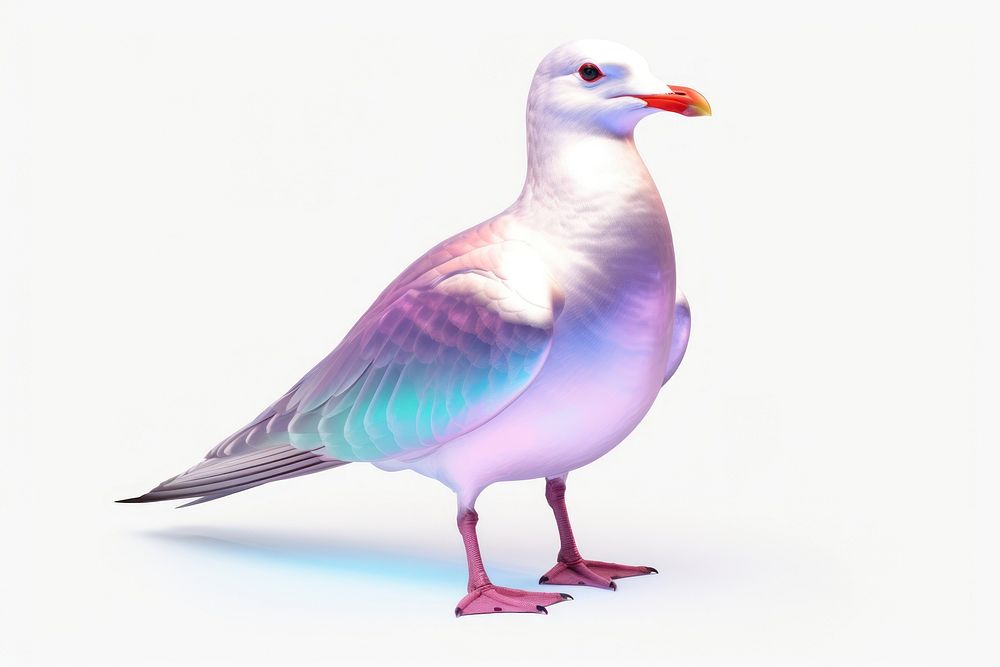 Seagull iridescent animal bird beak.