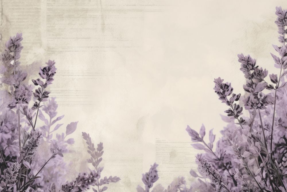 Lavender flowers border backgrounds purple plant.