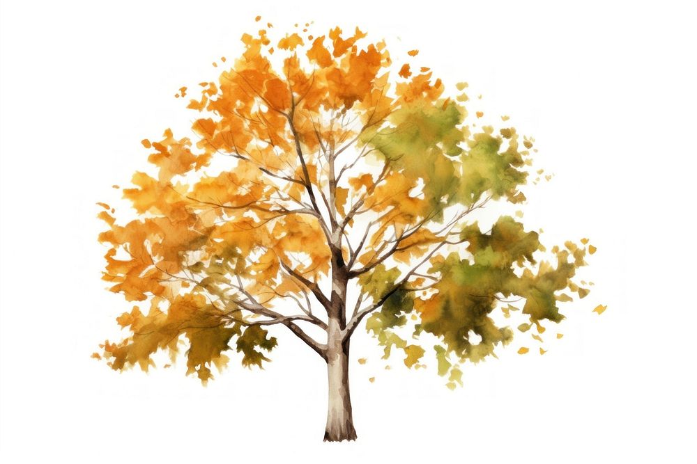 Sycamore tree autumn plant maple. AI generated Image by rawpixel.