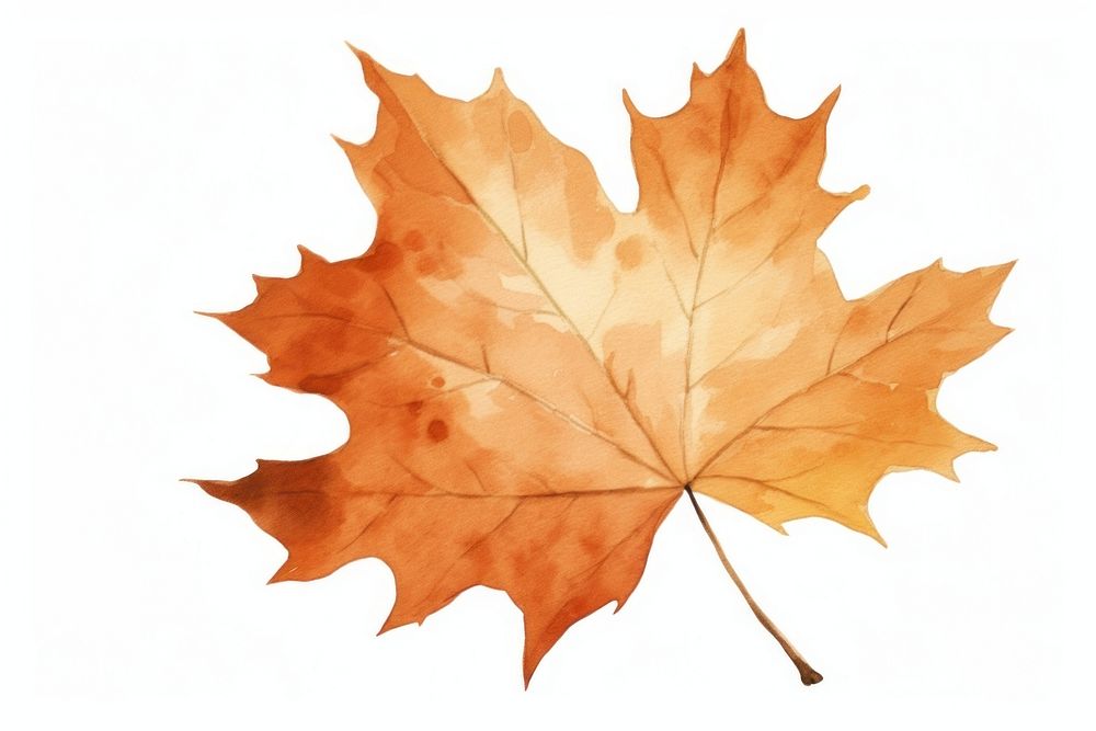 Leaf autumn nature maple. AI generated Image by rawpixel.