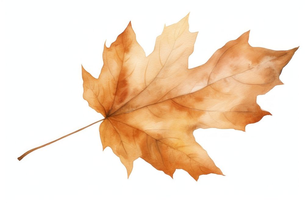 Leaf nature autumn plant. AI generated Image by rawpixel.