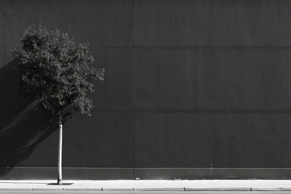 Empty scene of black wall architecture plant tree.