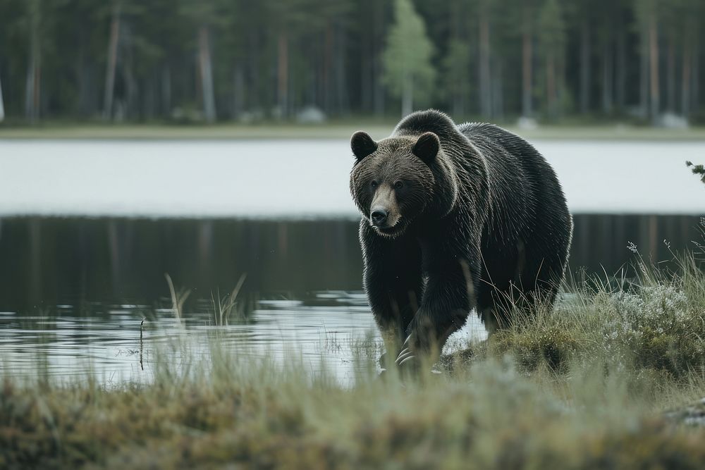 Photo of bear walking nearby a lake wildlife outdoors animal.