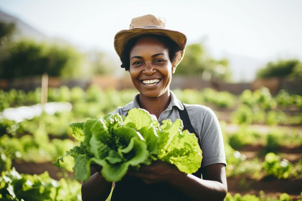 Harvesting food gardening outdoors. 