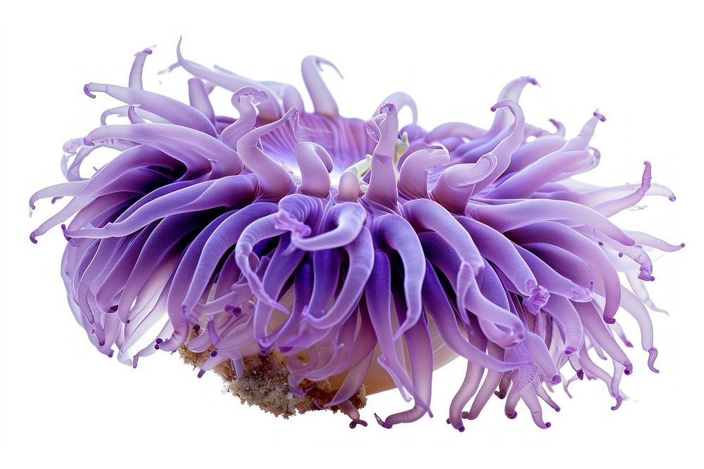 Purple sea anemone nature flower animal.
