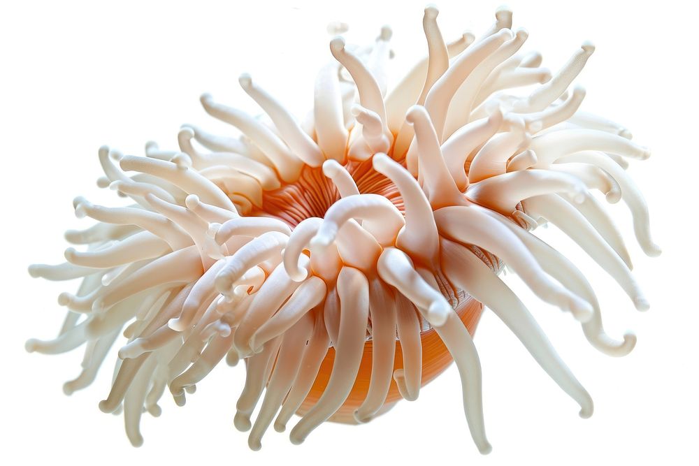 Sea Anemone white background invertebrate sea anemone.