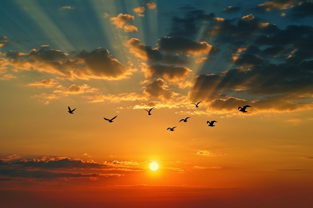 Photo of sunset in the sky sunlight bird outdoors.