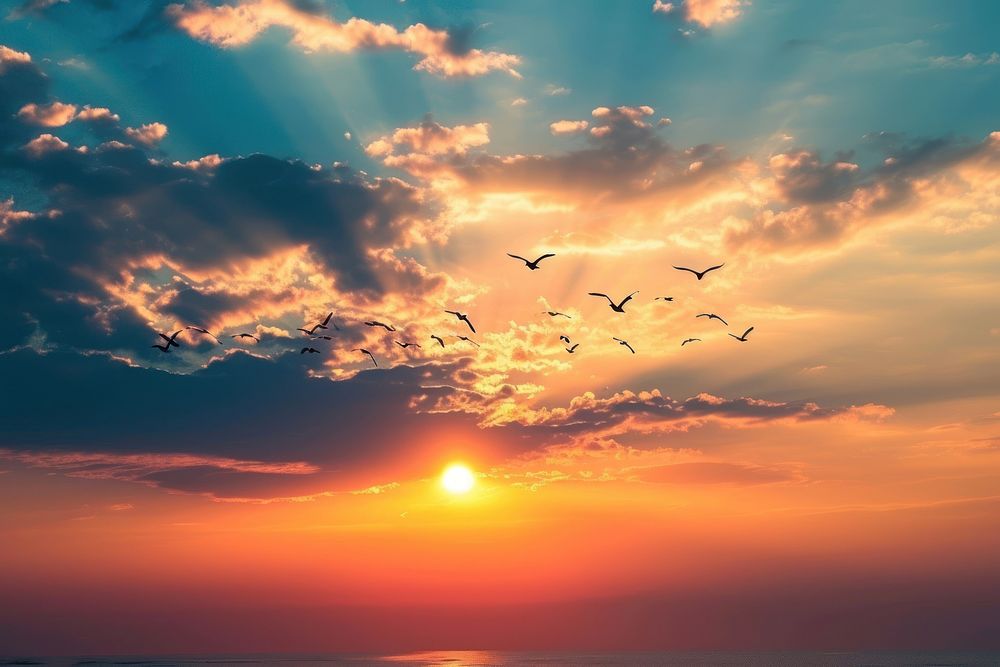 Photo of sunset in the sky sunlight bird backgrounds.