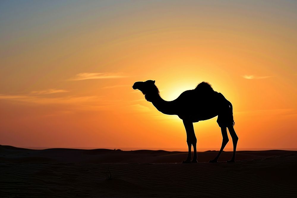 Photo of silhouette camel sunlight wildlife desert.