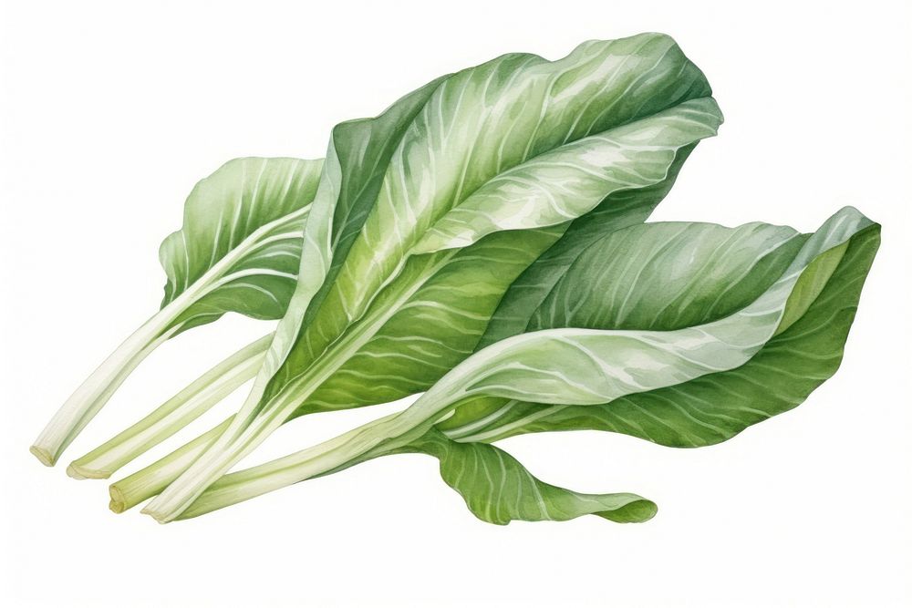 Watercolor bok choi vegetable plant food. AI generated Image by rawpixel.