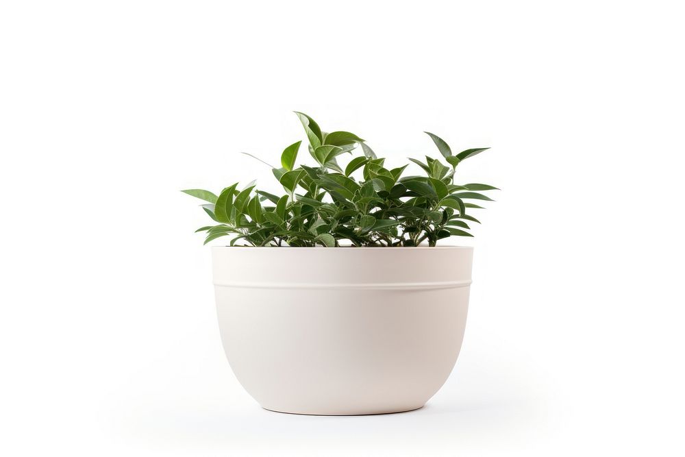 Pottery off-white planter pottery herbal herbs.