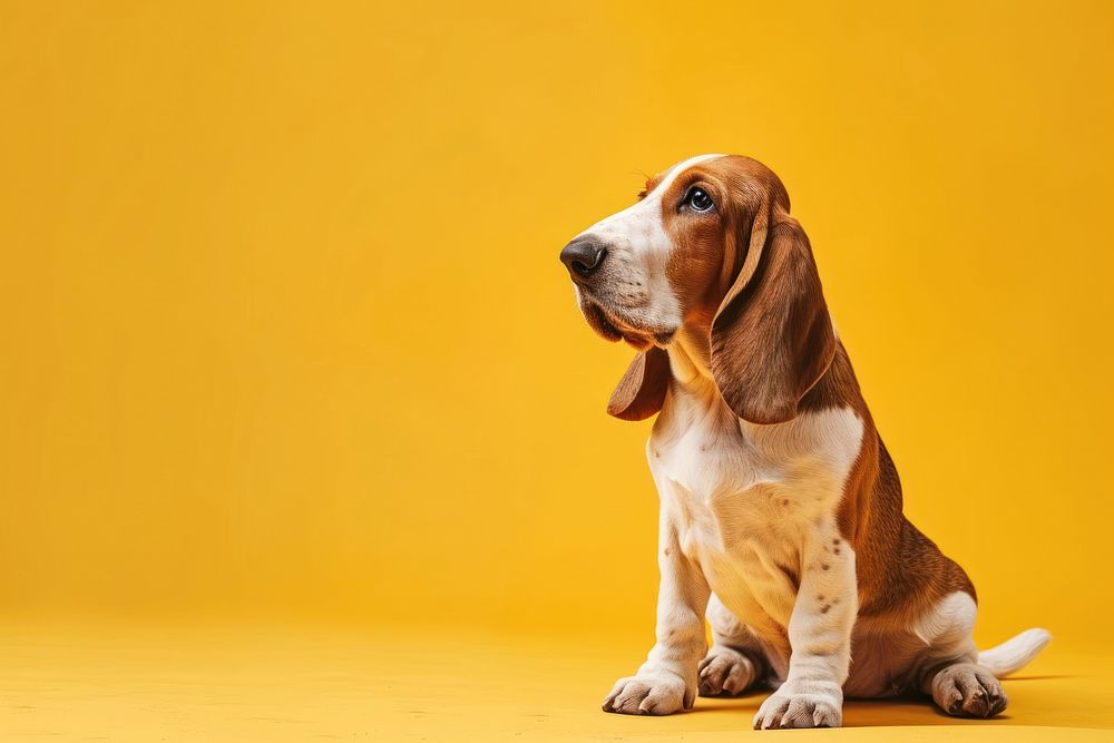 Basset hound dog animal beagle mammal.