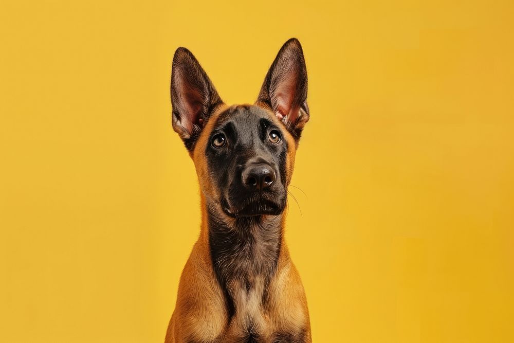 Belgian malinois dog mammal animal pet.