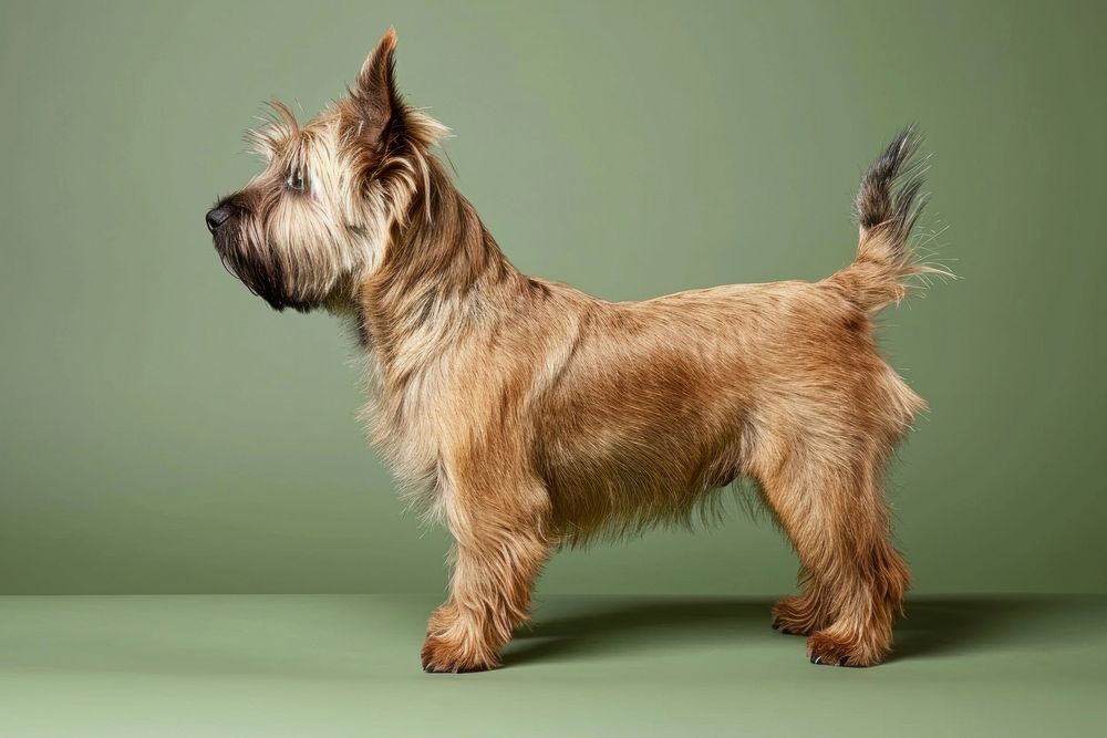 Cairn terrier dog mammal animal pet.