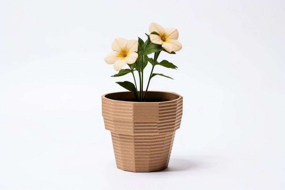 Flower pot plant vase white background.