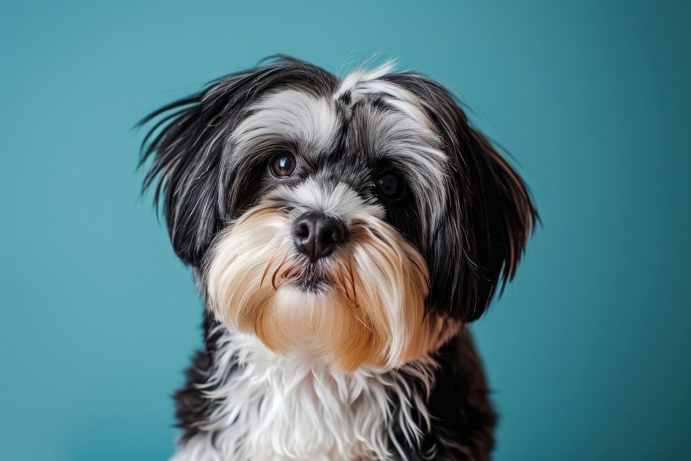 Havanese dog mammal animal puppy.