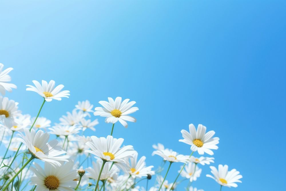 Spring daisies sky outdoors blossom. AI generated Image by rawpixel.