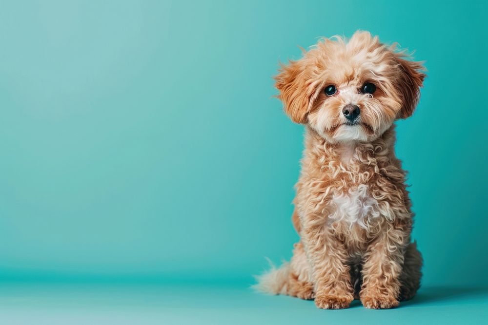 Maltipoo dog mammal animal puppy. | Premium Photo - rawpixel