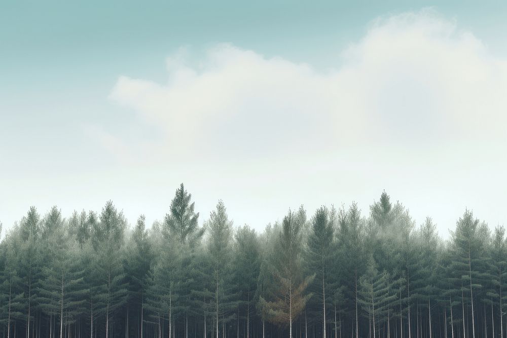Background landscape forest backgrounds.