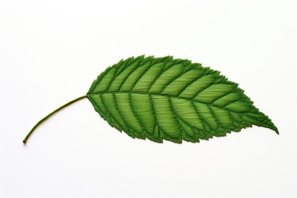 Leaf plant invertebrate freshness.