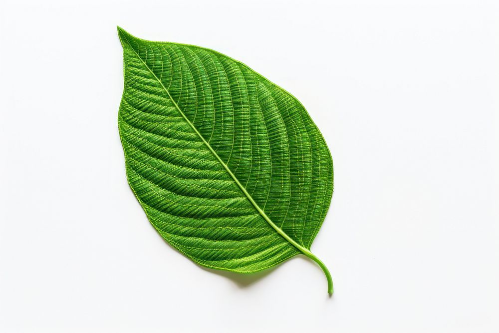 Leaf in embroidery style plant freshness pattern.