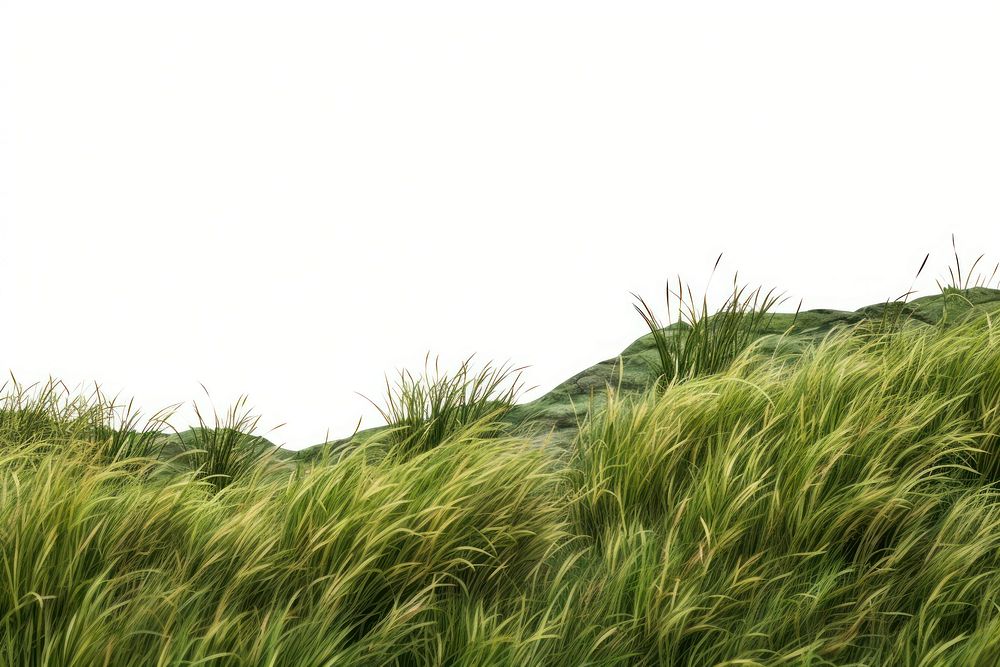 Wild grass hills landscape nature backgrounds. AI generated Image by rawpixel.