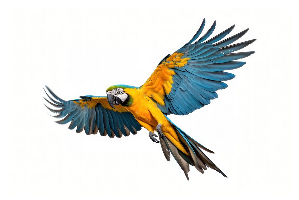 Macaw animal parrot yellow.