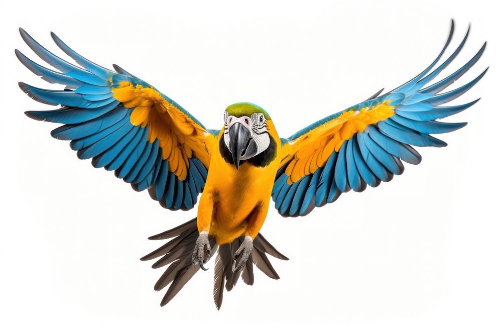 Macaw animal parrot yellow.
