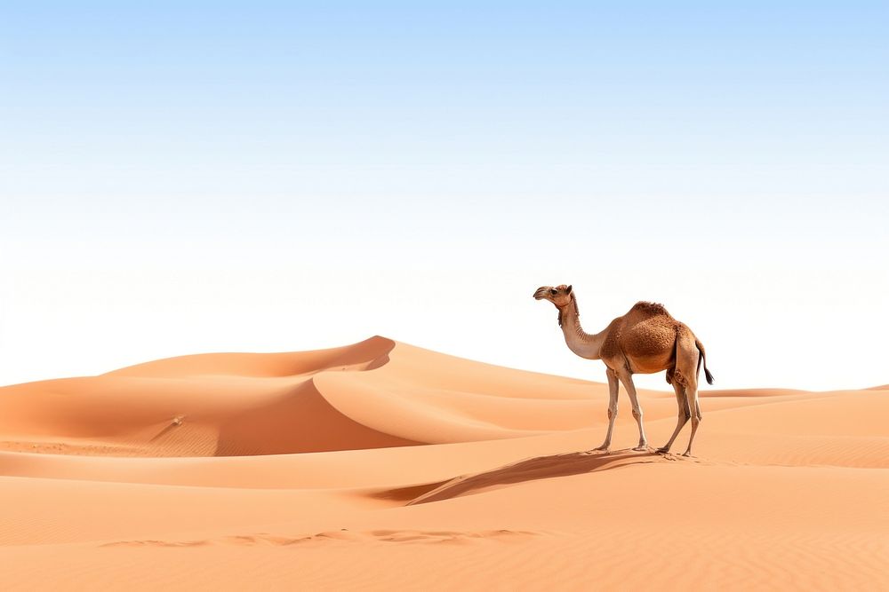 Camel desert nature landscape. AI generated Image by rawpixel.