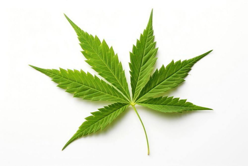 Leaf cannabis plant herbs.