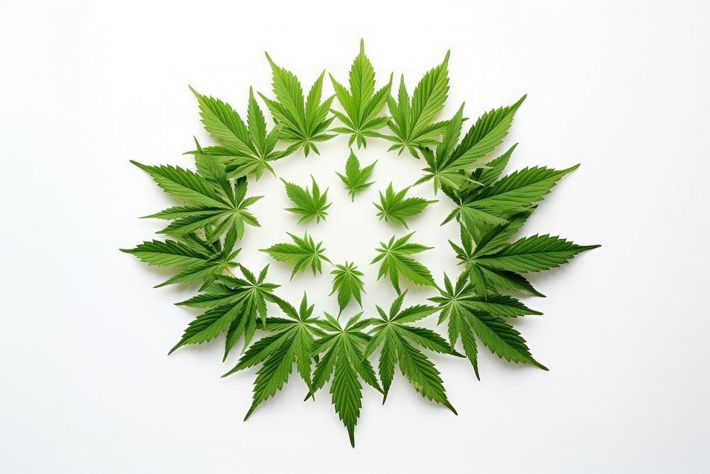 Leaf cannabis plant green.